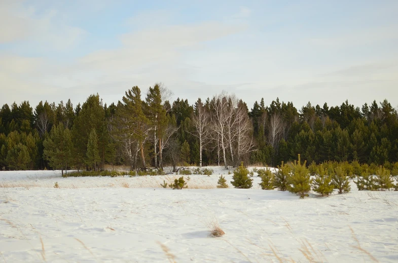 a snow covered field with trees in the background, inspired by Eero Järnefelt, unsplash, land art, various posed, sparse vegetation, camp, listing image