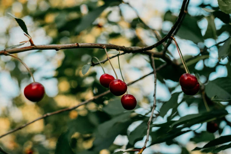 a bunch of red cherries hanging from a tree, inspired by Elsa Bleda, pexels, background image, landscape shot, thumbnail