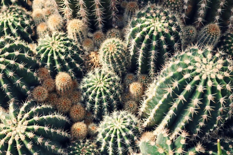 a bunch of cactus plants sitting on top of each other, a screenshot, inspired by Elsa Bleda, pexels, shot on iphone 6, intricate hyper detail, outdoor photo, graphic print