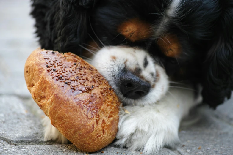 a black and white dog chewing on a piece of bread, unsplash, sexy sesame seed buns, getty images, paws on wheel, breads