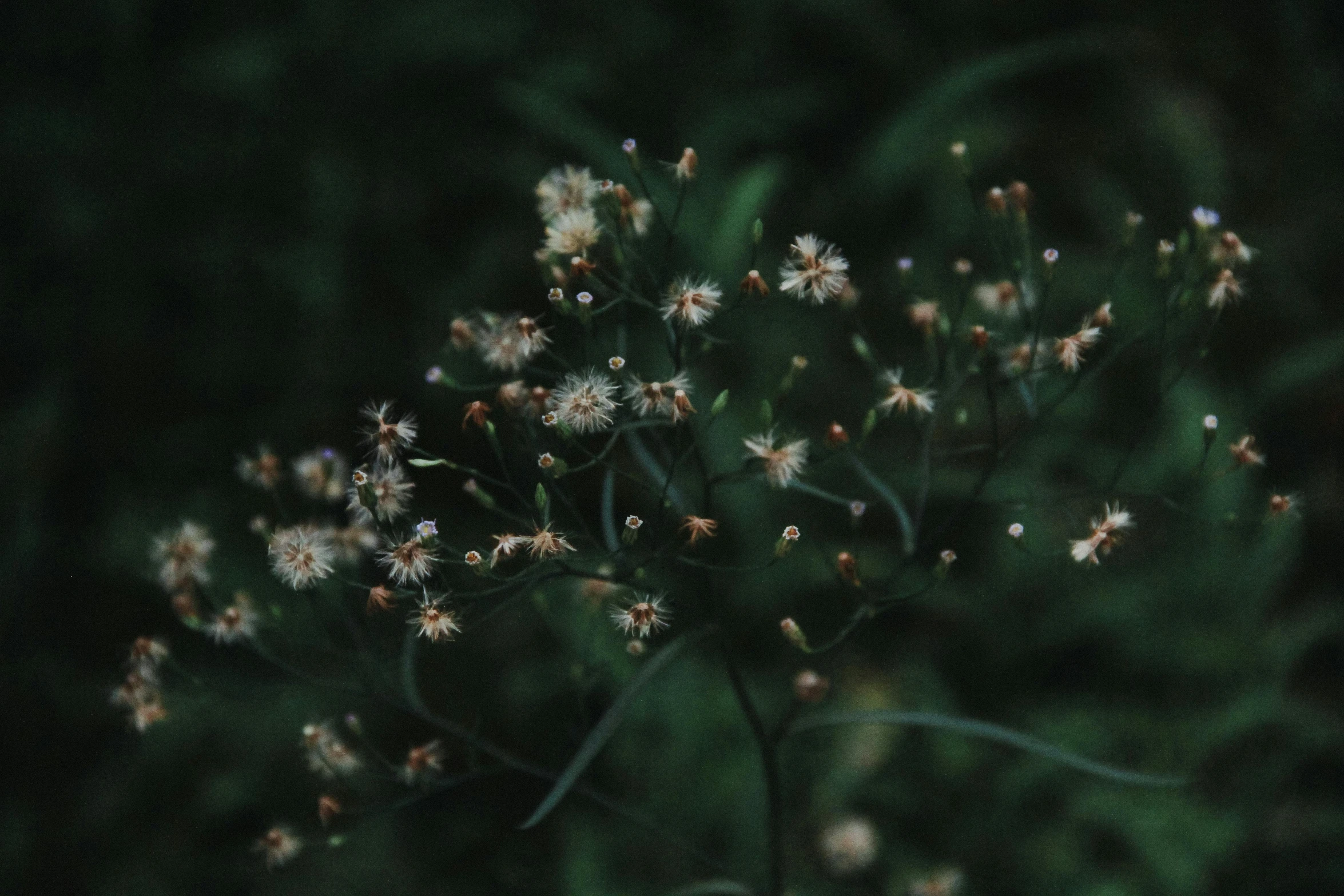 a bunch of white flowers sitting on top of a lush green field, a macro photograph, unsplash, australian tonalism, tiny stars, alessio albi, willow plant, green and brown tones