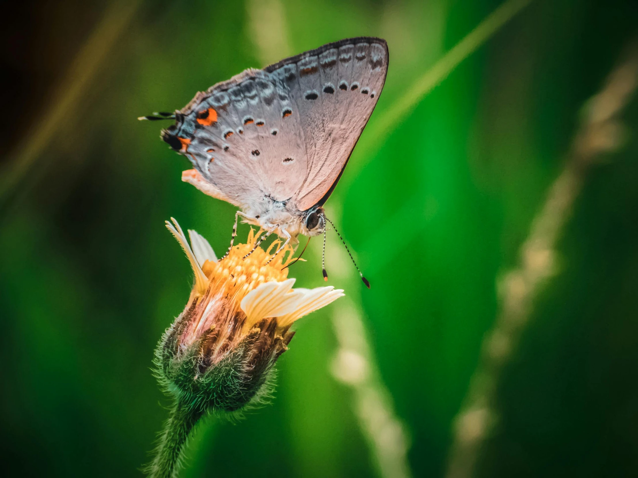 a butterfly that is sitting on a flower, by Niko Henrichon, pexels contest winner, grey, fan favorite, sassy pose, postprocessed