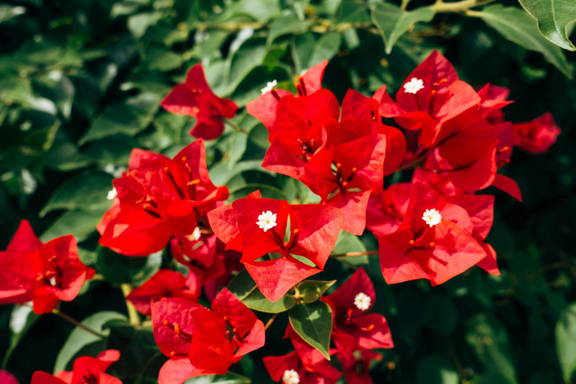 a close up of a bunch of red flowers, by Julia Pishtar, bougainvillea, fan favorite, ultra-high resolution, commercially ready