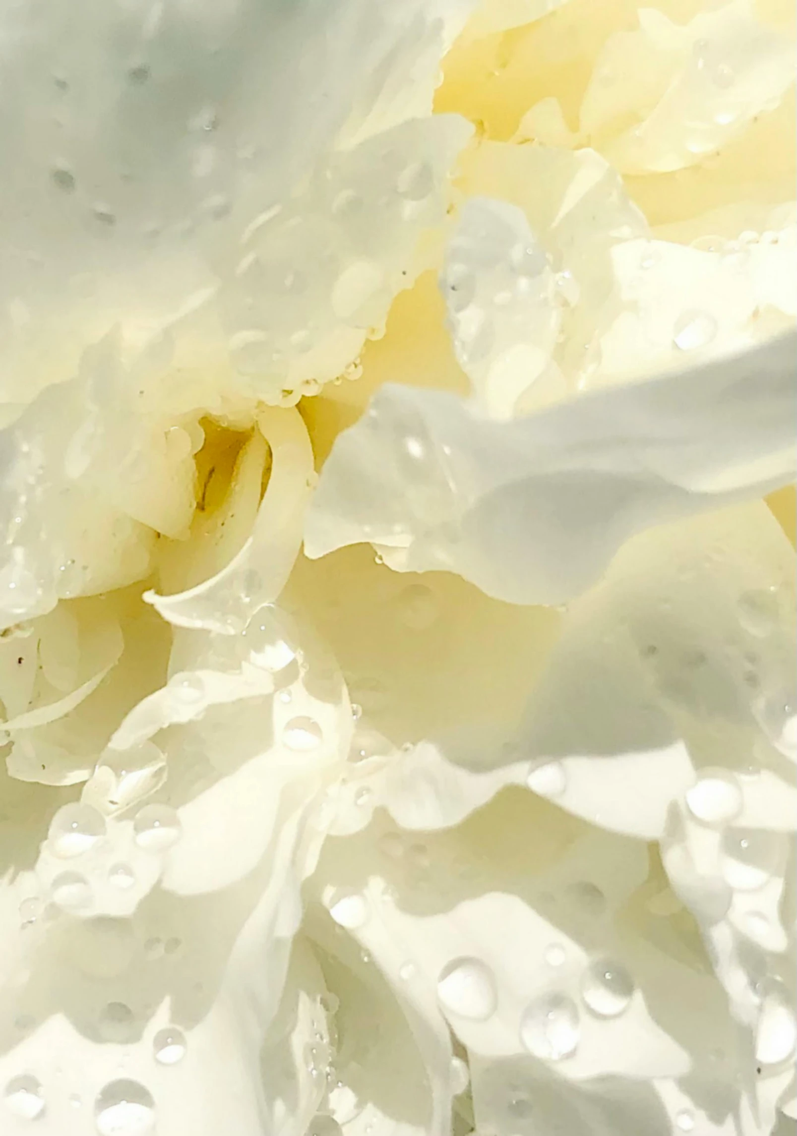 a close up of a white flower with water droplets, rococo, butter sculpture, carnation, cream paper, promo image