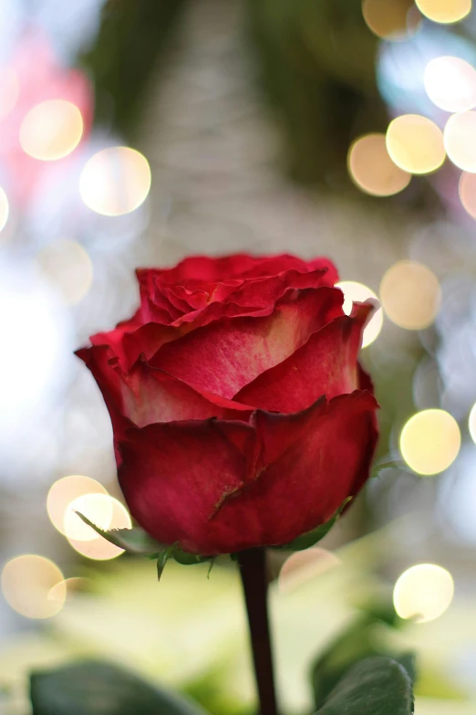 a close up of a red rose with lights in the background, profile image, bokeh backdrop, large)}]