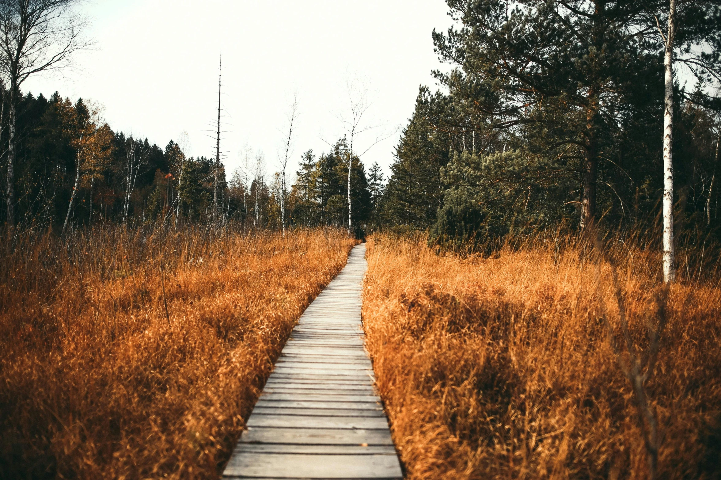 a wooden path through a field of tall grass, pexels contest winner, brown colours, boreal forest, thumbnail, tan