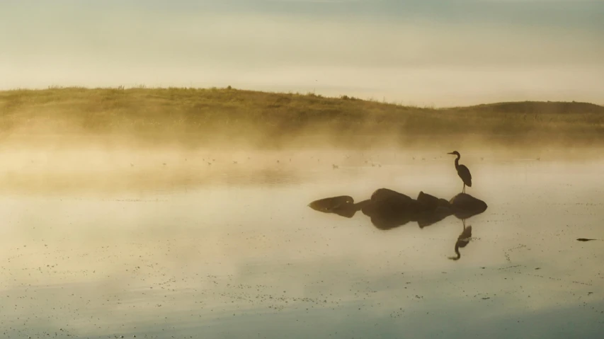 a bird is standing on a rock in the water, pexels contest winner, hurufiyya, gentle mists, brockholes, icelandic landscape, heron