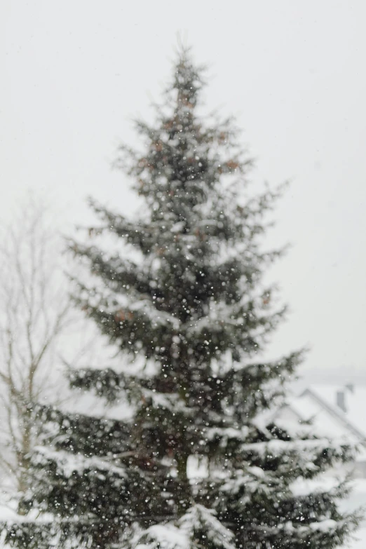 a man riding skis down a snow covered slope, by Daarken, pexels contest winner, hurufiyya, christmas tree, rain!!!!, white!!, slightly pixelated