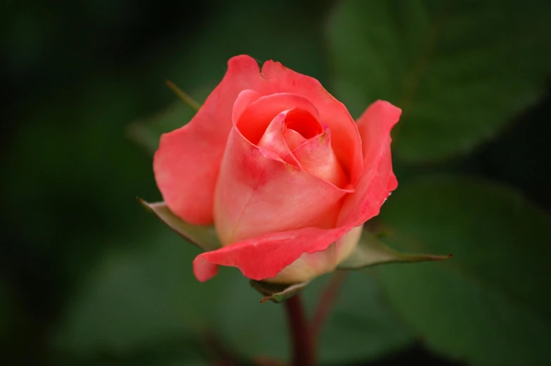 a pink rose with green leaves in the background, by Reuben Tam, unsplash, paul barson, slide show, crimson, no cropping