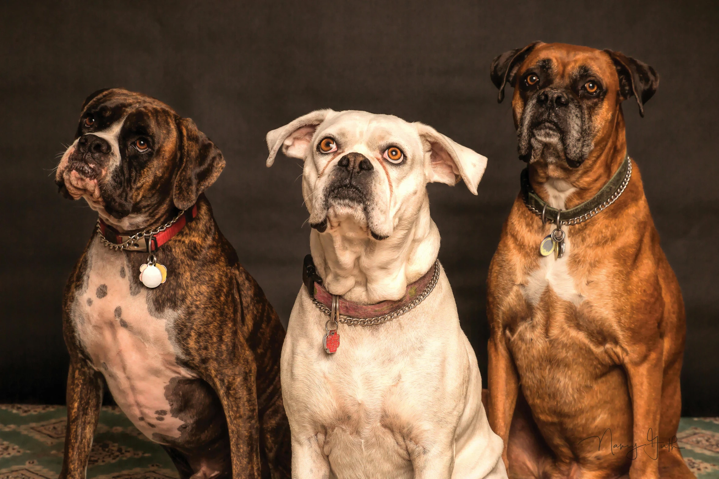 three dogs sitting next to each other on a rug, pexels contest winner, photorealism, boxer, wrinkles and muscles, multi - coloured, a wooden