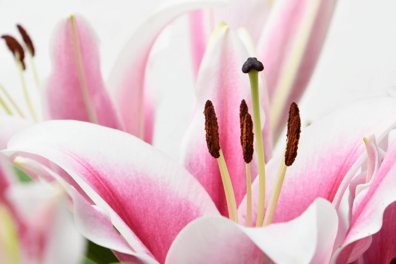 a close up of a bunch of pink flowers, lily petals, award - winning details, smooth edges, ready to eat