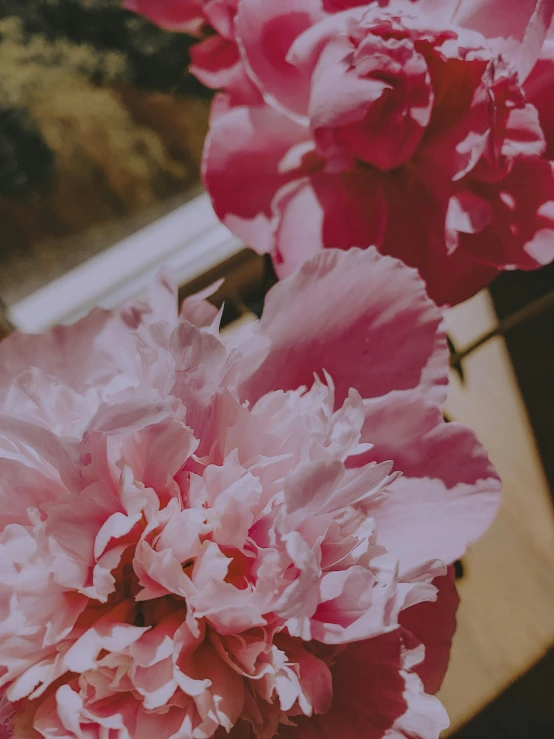 a vase filled with pink flowers next to a window, trending on unsplash, paul barson, peony flower, background image