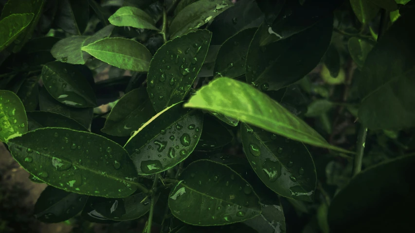 a close up of a plant with water droplets on it, an album cover, inspired by Elsa Bleda, trending on pexels, photorealism, green tea, 🍸🍋, thick jungle, unreal engine highly rendered