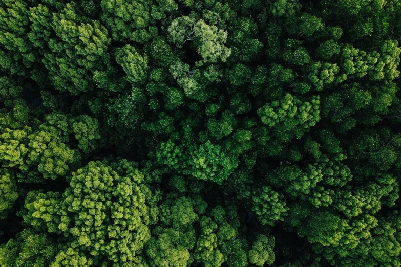 a green forest is seen from above, unsplash contest winner, ((trees))
