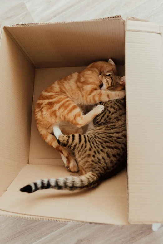 two cats playing in a cardboard box on the floor, by Julia Pishtar, pexels contest winner, hugging each other, promo image, a tall, high angle close up shot