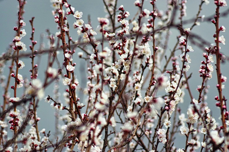 a bunch of white flowers sitting on top of a tree, pexels, baroque, willows, tehran, winter photograph, 2000s photo