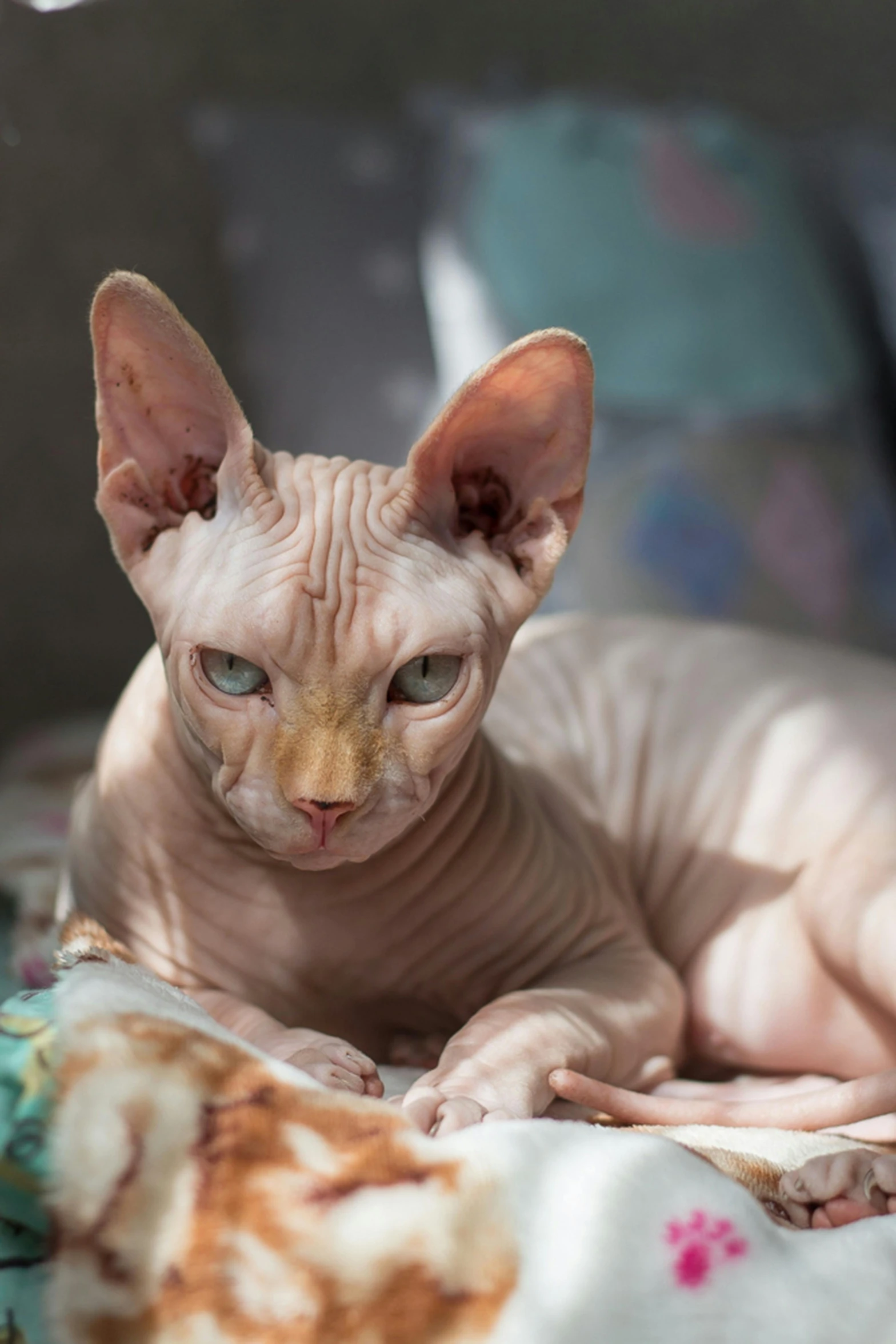 a close up of a cat laying on a bed, a portrait, trending on pexels, renaissance, hairless, curls on top of his head, egyptian, national geographic ”