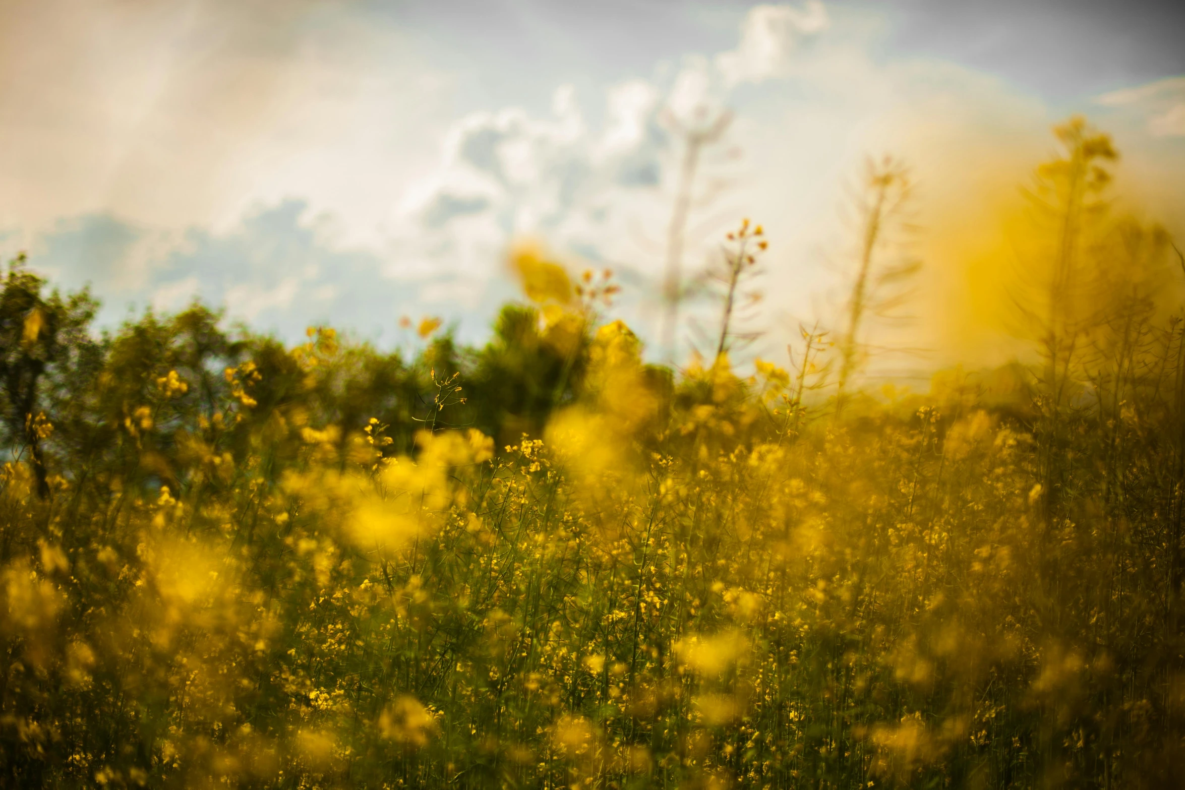 a field full of yellow flowers under a cloudy sky, by Adam Marczyński, unsplash, overcast bokeh - c 5, mixed art, soft light - n 9, low angle photography