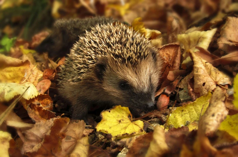 a small hedge sitting on top of a pile of leaves, by Peter Churcher, pexels, hedgehog with pipe, 1024x1024, autum