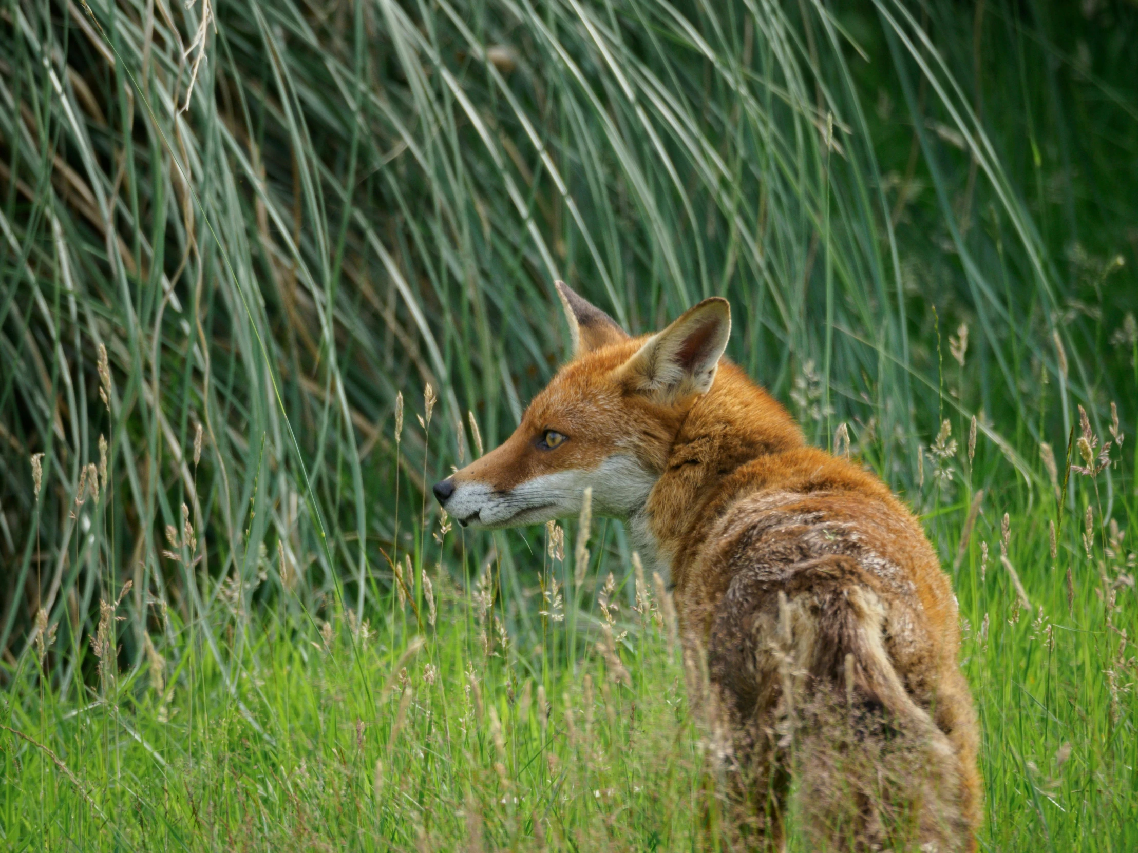 a brown fox standing on top of a lush green field, by Jan Tengnagel, pexels contest winner, renaissance, long thick grass, on a riverbank, nick wilde, side view close up of a gaunt