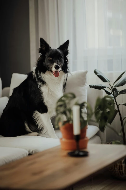 a black and white dog sitting on top of a white couch, pexels contest winner, lush and green, cozy room, aussie, living room