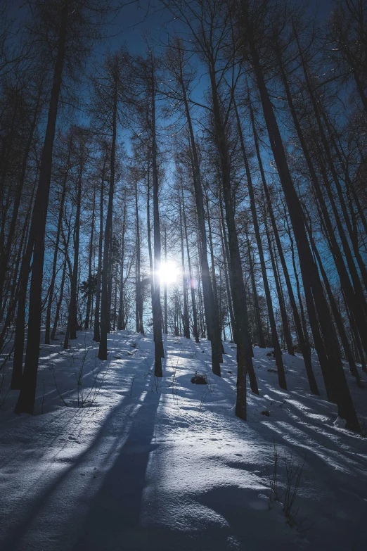 the sun is shining through the trees in the snow, unsplash contest winner, moonlight lighting, wooded environment, tourist photo, today\'s featured photograph 4k