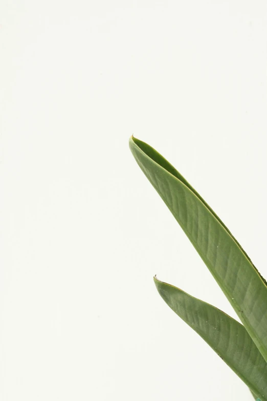 a close up of a potted plant on a table, by Carey Morris, postminimalism, on a white background, zoomed in, low quality photo, detailed product image