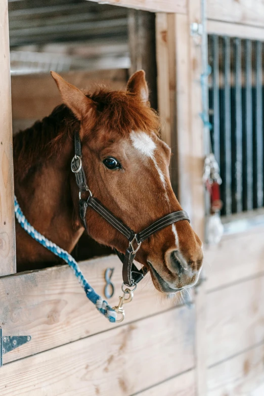 a horse sticking its head out of a stable window, trending on unsplash, slide show, digital image, harness, a high angle shot