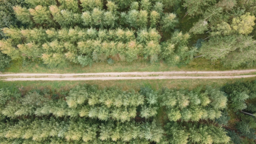 a dirt road in the middle of a forest, by Jacob Toorenvliet, trending on unsplash, land art, zoomed out to show entire image, drone footage, in rows, realistic footage