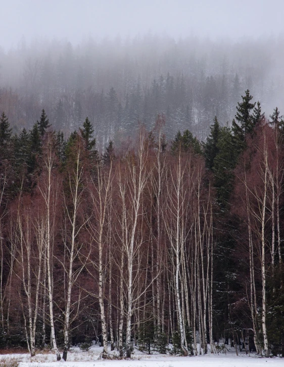 a group of trees that are standing in the snow, gloomy earthy colors, in an arctic forest, ((trees)), image from afar