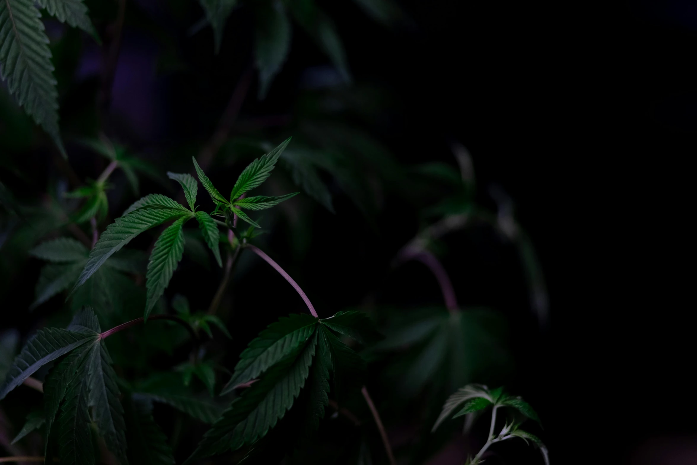 a close up of a plant with green leaves, unsplash, hurufiyya, marijuana trees, night time footage