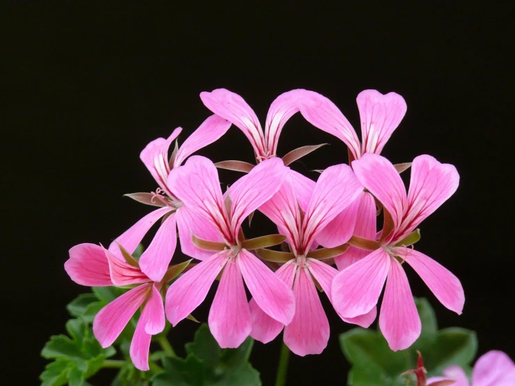 a close up of a pink flower with green leaves, with a black background, various posed, pink arches, fan favorite