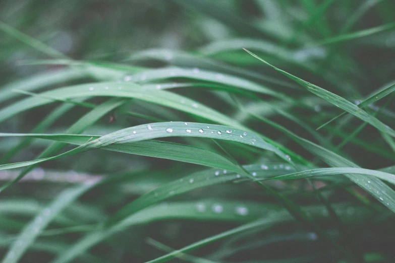 a close up of a plant with water droplets on it, trending on pexels, realistic grass, straw, desaturated, an elegant green