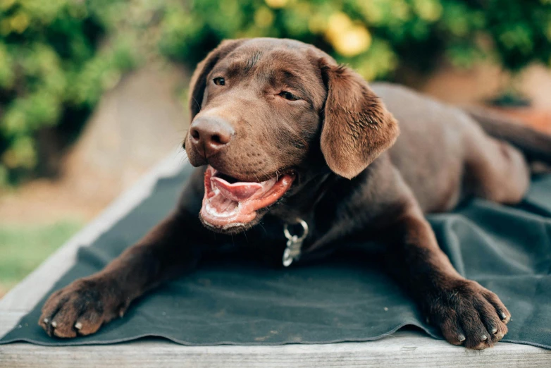 a brown dog laying on top of a black blanket, unsplash, happening, in a sun lounger, sitting on a lab table, wide grin, neoprene