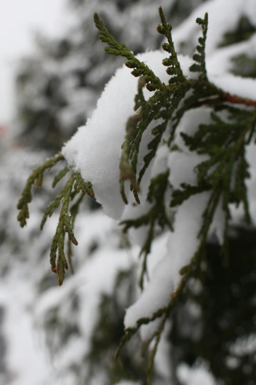 a close up of a tree with snow on it, flickr, hemlocks, taken in the late 2010s, exterior, ilustration