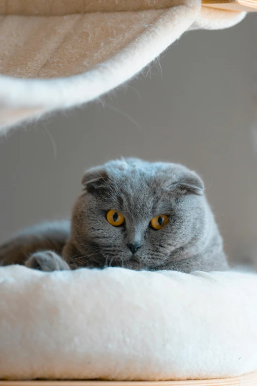 a gray cat laying on top of a cat bed, by Andries Stock, pexels contest winner, romanticism, with gold eyes, scottish fold, visibly angry, high resolution photo