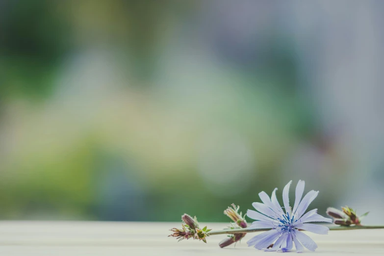 a blue flower sitting on top of a wooden table, unsplash, fantastic realism, paul barson, pastel flowery background, green and blue, on a white table