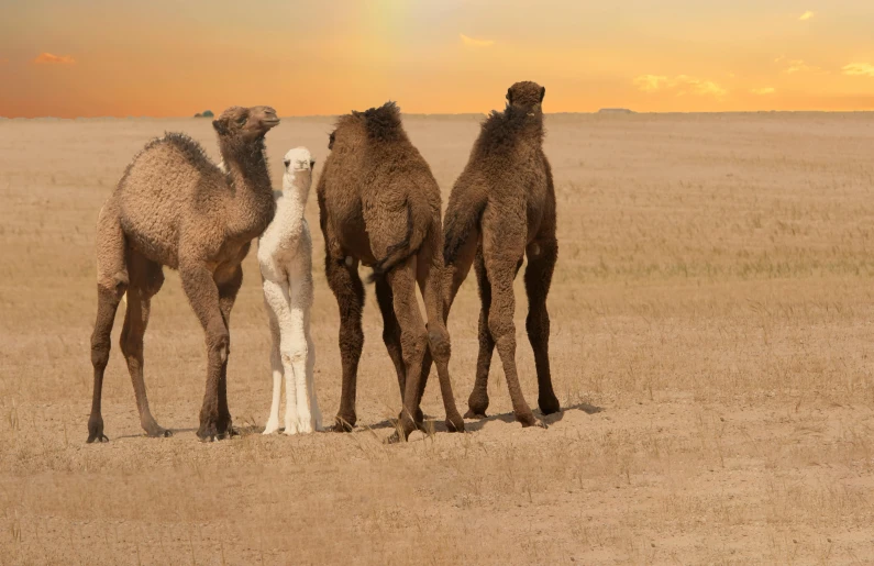 three camels standing next to each other in a field, an album cover, inspired by Frederick Goodall, pexels contest winner, australian desert, multicoloured, group of seven, tall thin