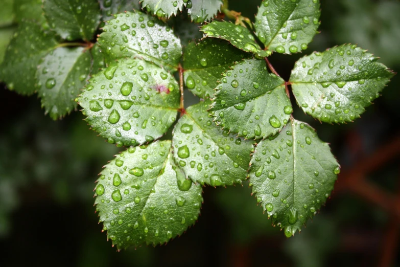 a close up of a leaf with water droplets on it, by Jan Rustem, pixabay, romanticism, rose-brambles, nothofagus, green foliage, slight overcast weather