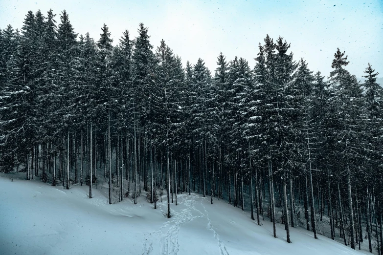 a person riding skis down a snow covered slope, by Karl Pümpin, pexels contest winner, spruce trees on the sides, ((trees)), sparse winter landscape, ((forest))