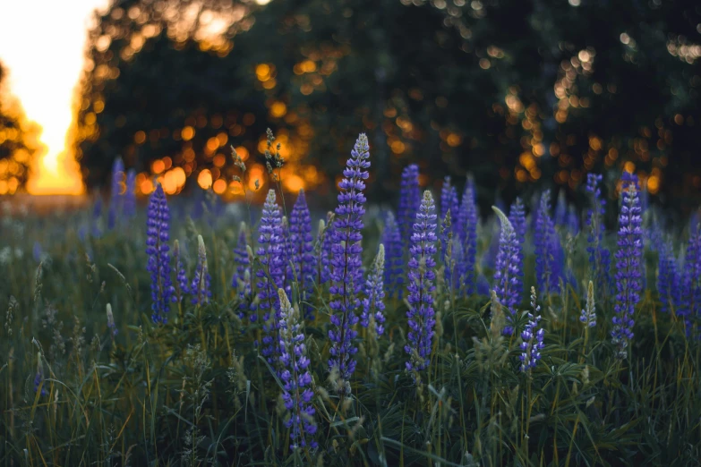 a field of purple flowers with trees in the background, by Carey Morris, pexels contest winner, candlelit, blue delphinium, warm light, instagram photo