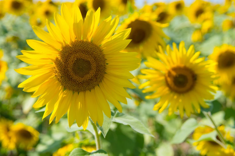 a field of sunflowers on a sunny day, slide show, fan favorite, grey, single