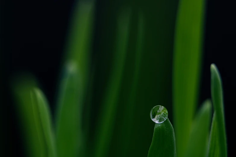 a drop of water sitting on top of a blade of grass, by Jan Rustem, pexels contest winner, renaissance, microchip leaves, natural realistic render, deep green, plain background