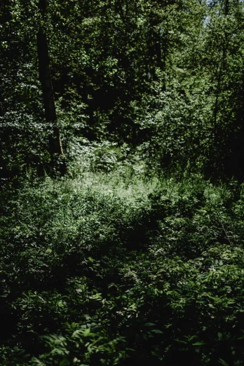 a red fire hydrant sitting in the middle of a forest, an album cover, inspired by Elsa Bleda, tonalism, lush greens, 2010s, ((forest)), ghostly low light