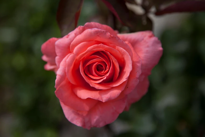 a close up of a pink rose on a tree, by Robert Thomas, pexels contest winner, pale red, paul barson, mint, highly polished