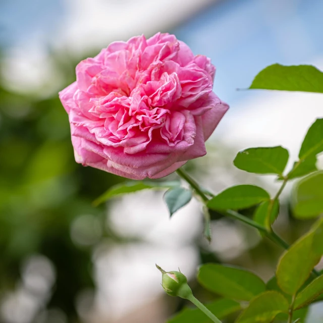 a close up of a pink flower on a plant, by Rachel Reckitt, unsplash, rose-brambles, beautiful sunny day, shot on sony a 7 iii, decorative roses