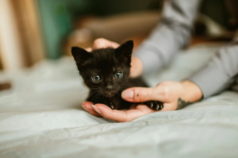 a person holding a black kitten on top of a bed, by Julia Pishtar, pexels contest winner, tiny mouth, wide eyed, sleek hands, very handsome