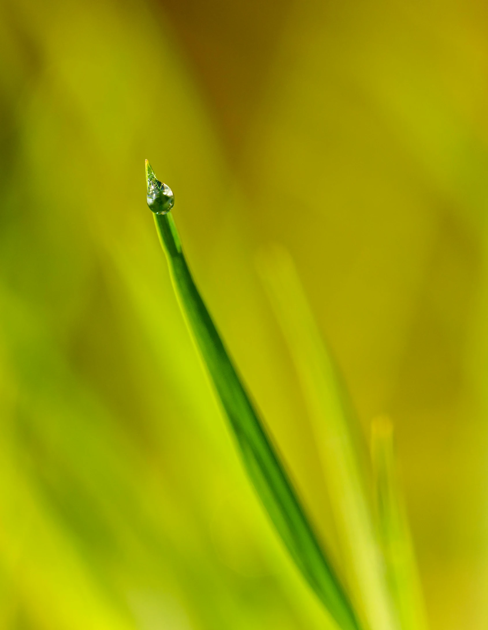 a single water drop sitting on top of a blade of grass, a macro photograph, by Jan Rustem, unsplash, it\'s name is greeny, high-quality photo, tall acid green grass field, taken with sony alpha 9