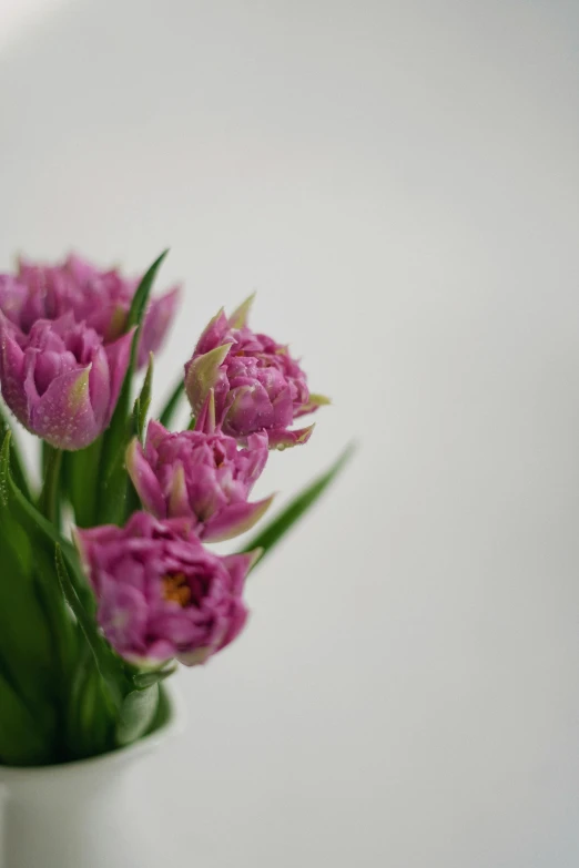 a white vase filled with pink flowers on top of a table, a picture, unsplash, romanticism, tulip, high detailed), overcast, small crown