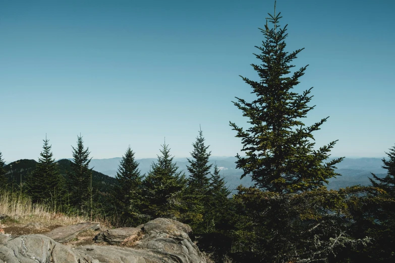 a man riding a snowboard on top of a mountain, by Morgan Russell, unsplash contest winner, visual art, lush evergreen forest, appalachian mountains, forest picnic, clear blue skies